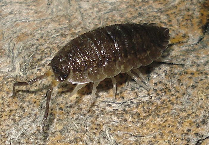 Porcellio scaber TERRAIN Taranaki Educational Resource Research Analysis