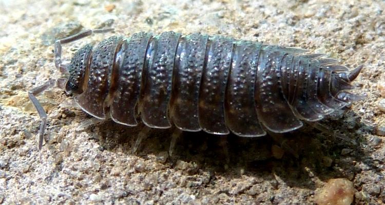 Porcellio scaber FilePorcellio scaber a Pretoriajpg Wikimedia Commons