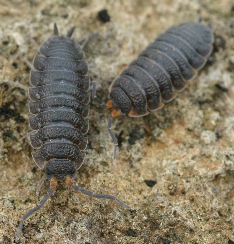 Porcellio scaber Common Rough Woodlouse Porcellio scaber NatureSpot