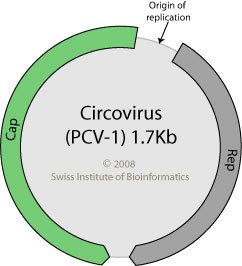 Porcine circovirus wwwvirologywswpcontentuploads201003Circovi