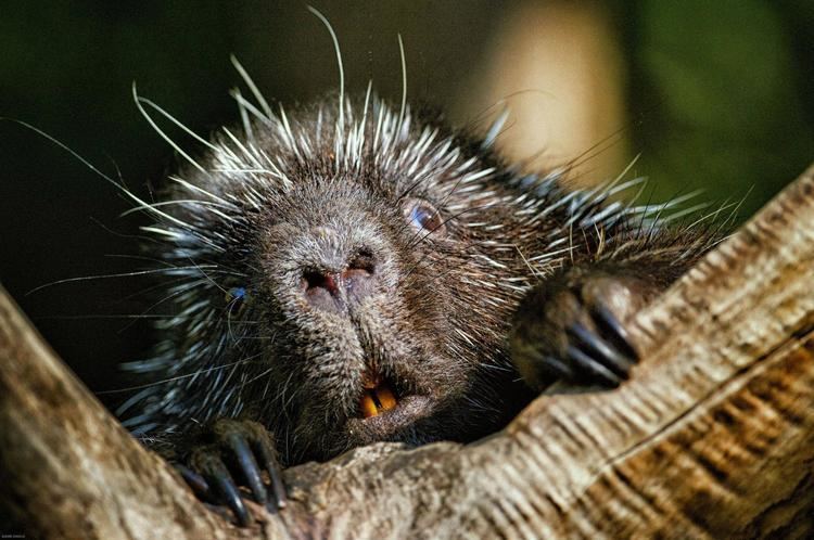 Porcupine Porcupines