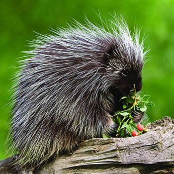 Porcupine Porcupine Control amp Removal of Porcupine Catseye Pest Control