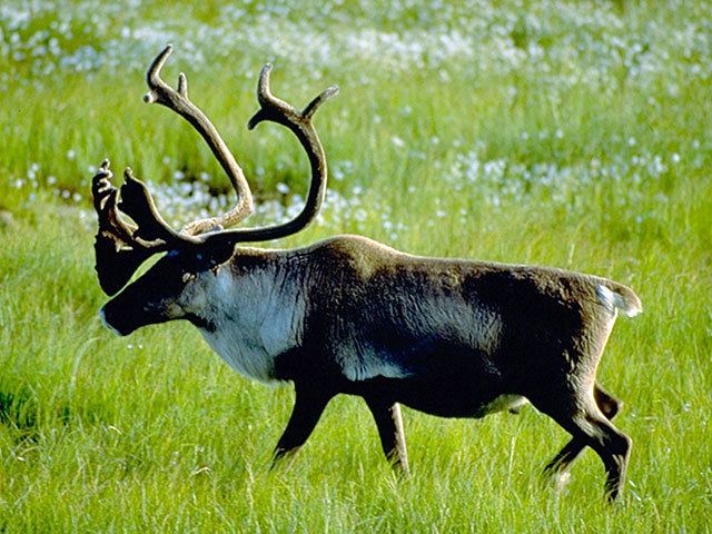 Porcupine caribou CBCCA Seven Wonders of Canada Your Nominations Porcupine