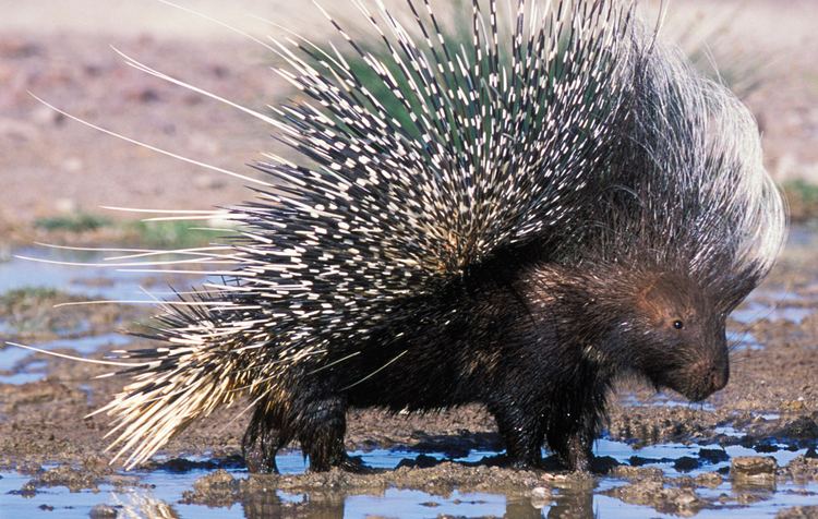 Porcupine Porcupine African Wildlife Foundation