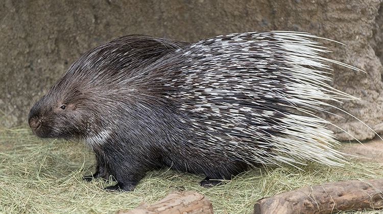 Porcupine Indian Crested Porcupine San Diego Zoo