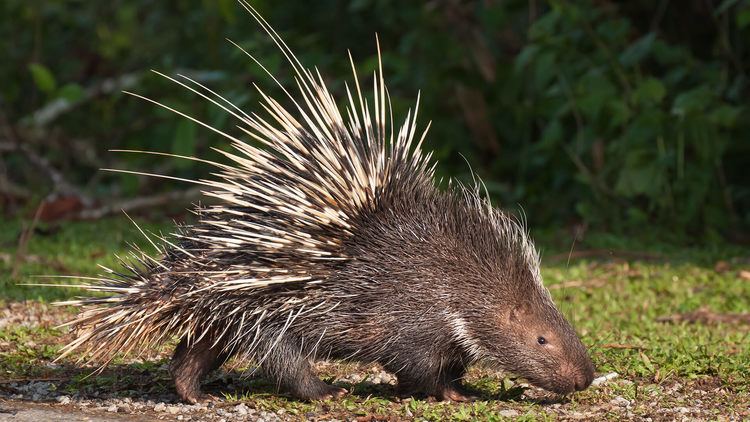 Porcupine animalssandiegozooorgsitesdefaultfiles20160