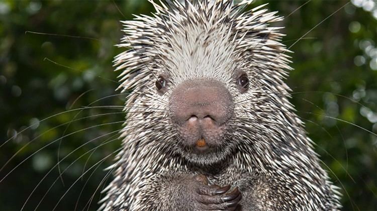 Porcupine Porcupine San Diego Zoo Animals amp Plants