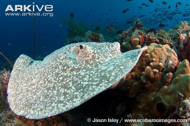 Porcupine ray Porcupine ray videos photos and facts Urogymnus asperrimus ARKive