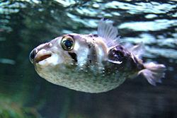 Porcupinefish Porcupinefish Wikipedia