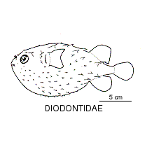 Porcupinefish fishesofaustralianetauimagesfamilydiodontidaegif