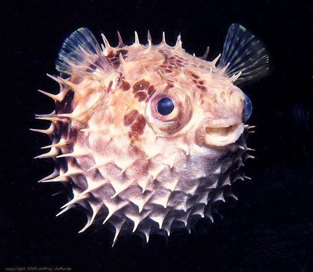 Porcupinefish porcupinefish Cyclichthys orbicularis