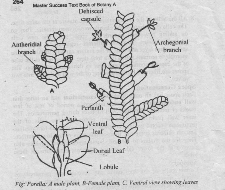 Porella TYPE PORELLA Occurrence Structure and Reproduction Biology Boom