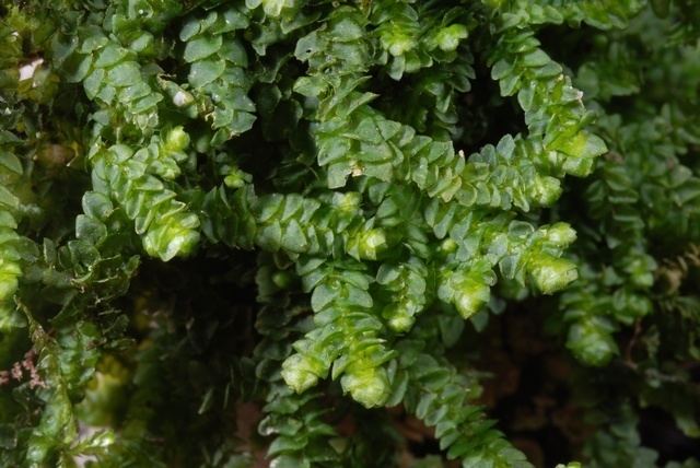 Porella Consortium of North American Bryophyte Herbaria Porella platyphylla