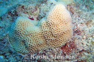 Porites Lobe amp Finger Corals Family Poritidae