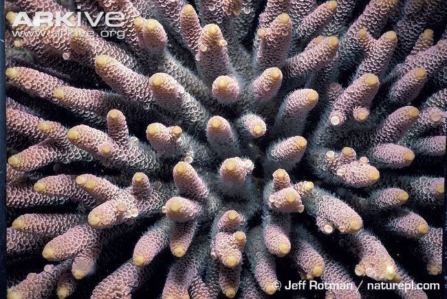 Porites Stony corals videos photos and facts Porites spp ARKive