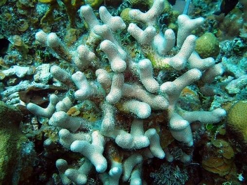 Porites Coralpedia Porites divaricata