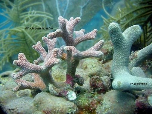 Porites Coralpedia Porites porites