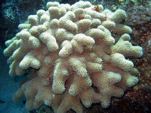 Porites coralpediabiowarwickacukimagesoptimizedpori