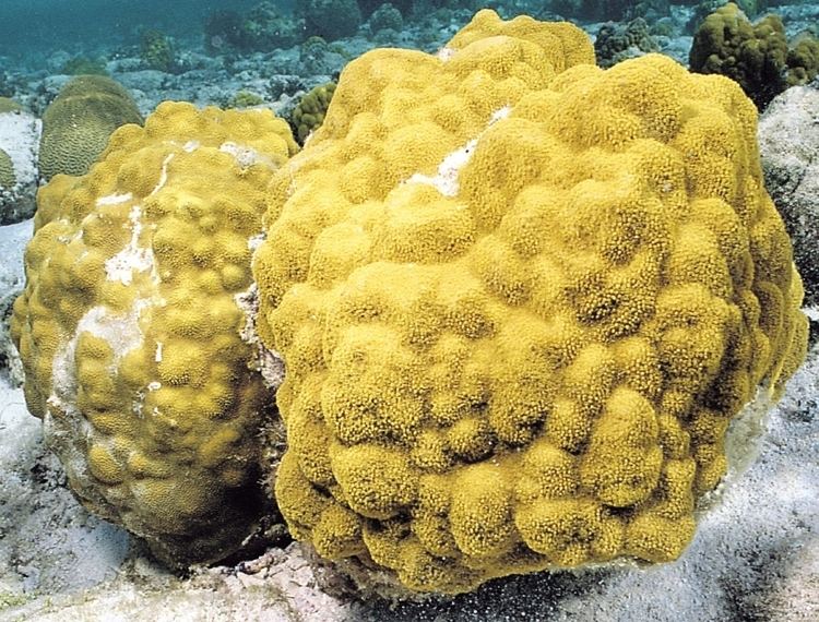 Porites astreoides Porites astreoides Corals of the World Photos maps and