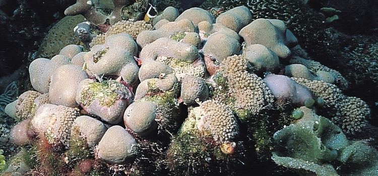 Porites Porites porites Corals of the World Photos maps and information