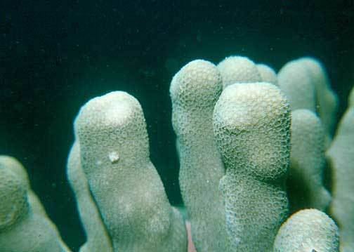 Porites compressa Porites compressa pohaku puna finger coral Marine Invertebrates