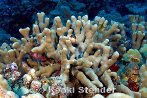 Porites compressa Finger Coral Porites compressa