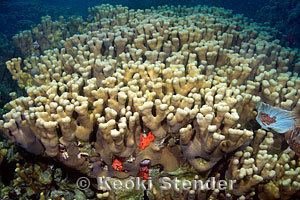 Porites compressa wwwmarinelifephotographycomcoralslobeporites