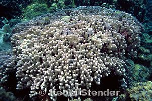 Porites compressa Lobe amp Finger Corals Family Poritidae
