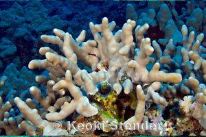 Porites compressa Finger Coral Porites compressa