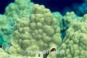 Porites lobata Lobe Coral Porites lobata