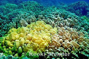 Porites lobata Lobe Coral Porites lobata