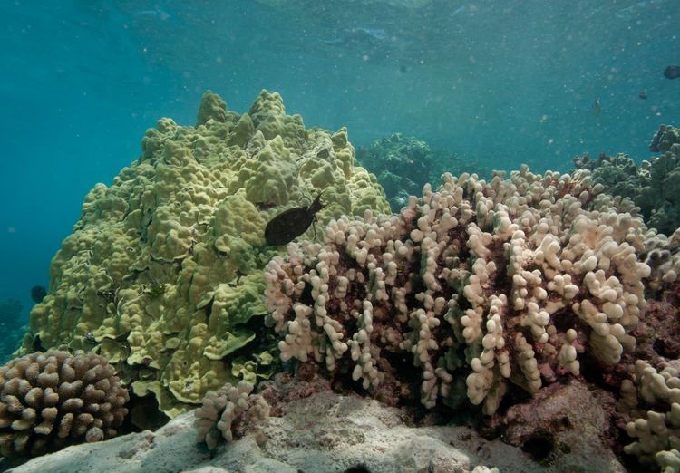 Porites lobata FileAuliflower coral Pocillopora meandrina lobe coral Porites