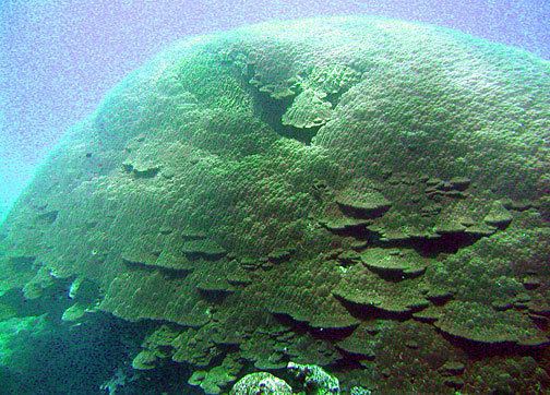 Porites lobata Porites lobata lobe coral Corals of National Park of American Samoa