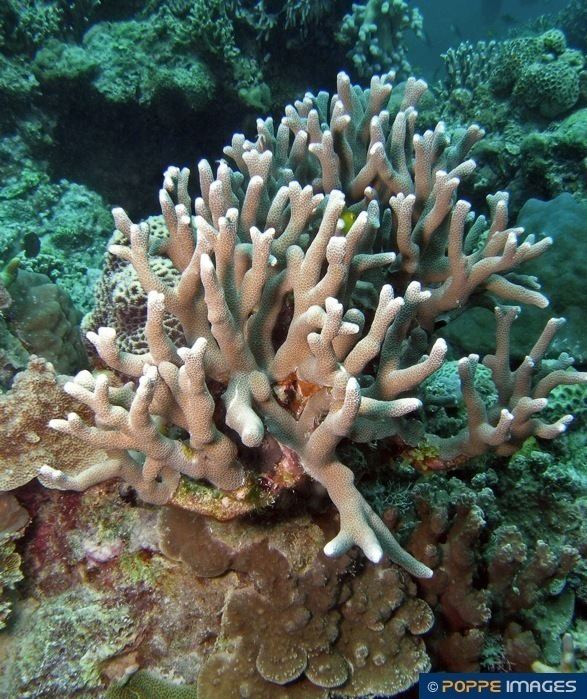 Poritidae Corals PORITIDAE Porites attenuata Marine Iconography of the
