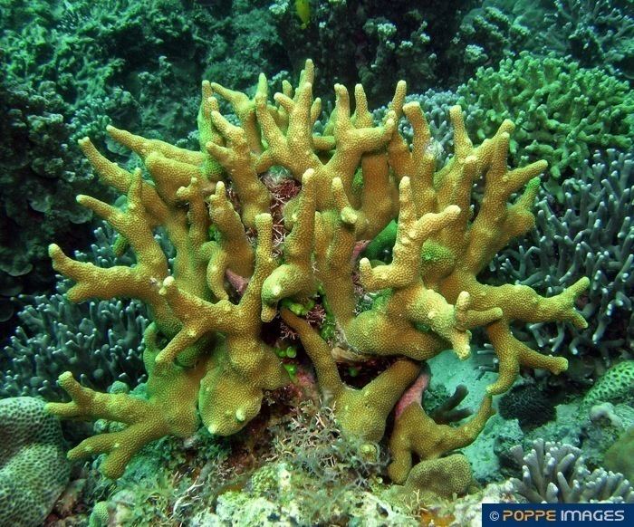 Poritidae Corals PORITIDAE Porites cylindrica Marine Iconography of the