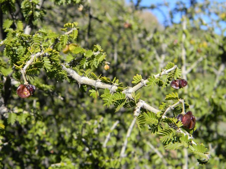 Porlieria chilensis All sizes Guayacn Porlieria chilensis frutos Flickr Photo