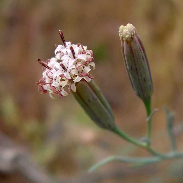 Porophyllum SEINet Arizona Chapter Porophyllum gracile