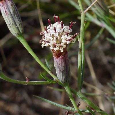 Porophyllum Porophyllum gracile Slender Poreleaf Odora Yerba de Venado