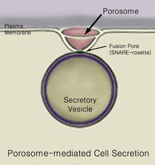 Porosome