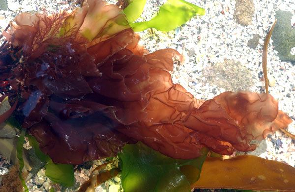Porphyra Seaweedie Information on marine algae