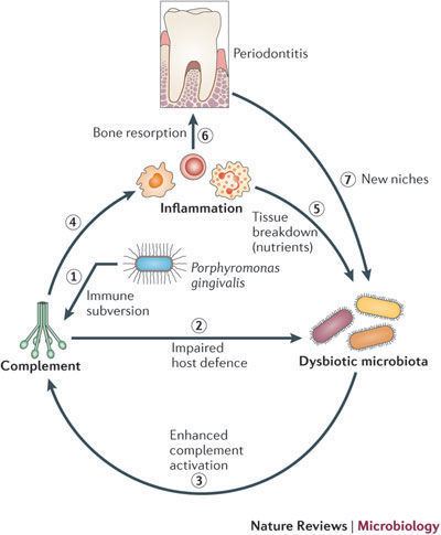 Porphyromonas gingivalis Figure 2 The keystonepathogen hypothesis Nature Reviews