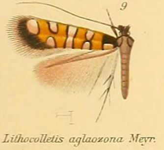 Porphyrosela aglaozona