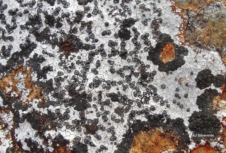 Porpidia Porpidia cinereoatra images of British lichens