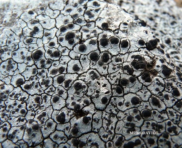 Porpidia Lichens marins
