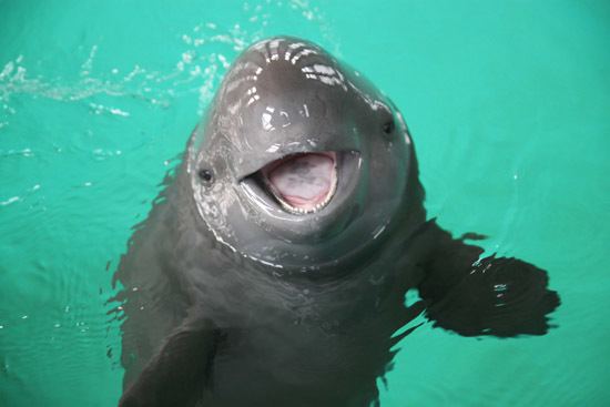 Porpoise Porpoise Facts History Useful Information and Amazing Pictures