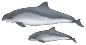 Porpoise What39s the difference between dolphins and porpoises