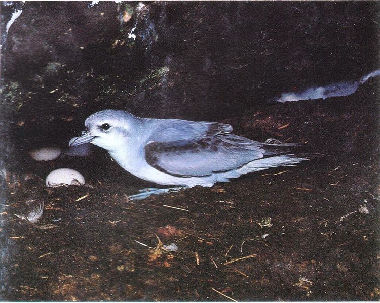 Port Davey Islands Important Bird Area