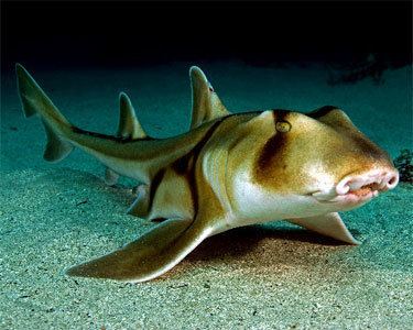 Port Jackson shark wwwaquariumdomaincomimagesfishmarinePortJack