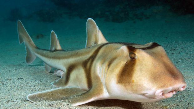 Port Jackson shark Elwood Beach Shark Attack Shock Just A Case Of Fish 39N39 Nips