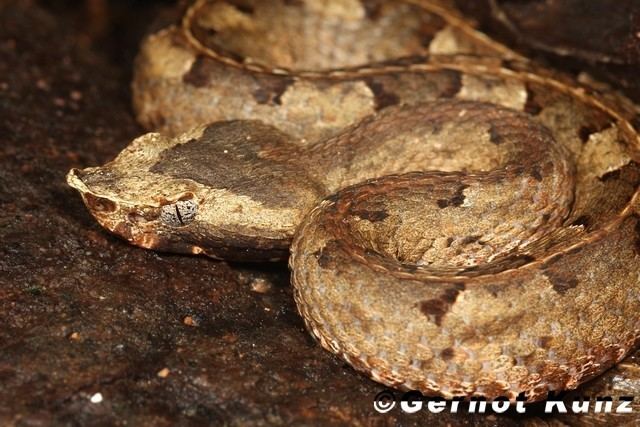 Porthidium nasutum nasutum Hognosed pit viper
